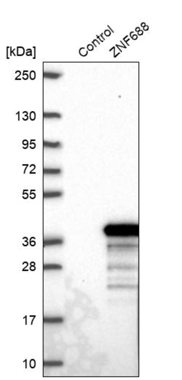 Anti-ZNF688 antibody produced in rabbit