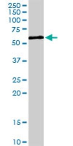 Anti-ZNF259 antibody produced in rabbit