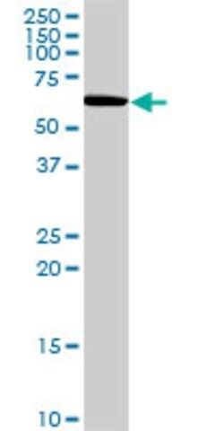 Anti-ZNF289 antibody produced in rabbit