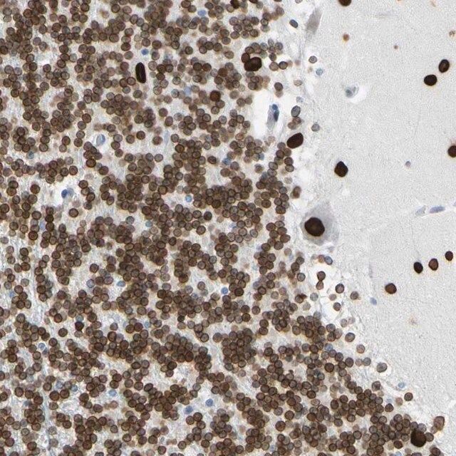 Anti-ZNF132 antibody produced in rabbit