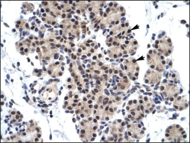 Anti-ZNF318 antibody produced in rabbit