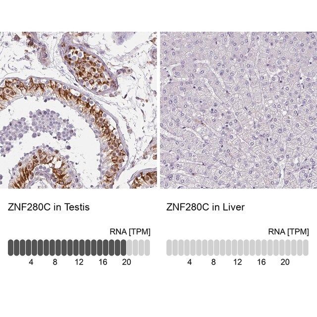 Anti-ZNF280C antibody produced in rabbit