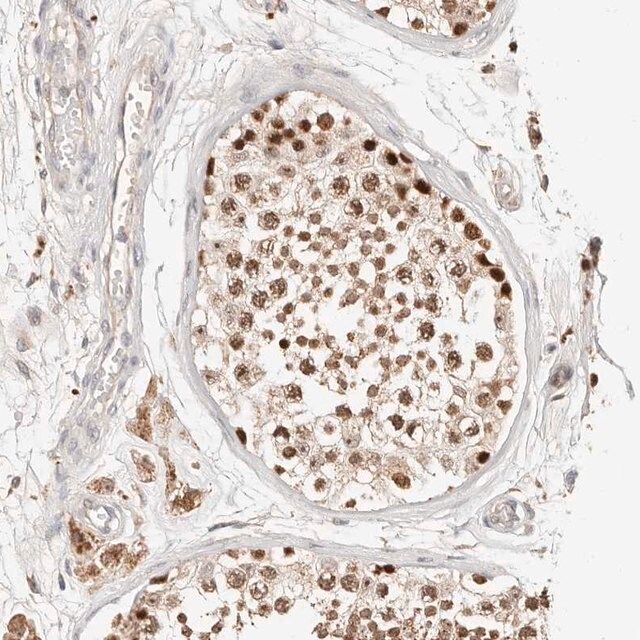 Anti-ZRANB1 antibody produced in rabbit