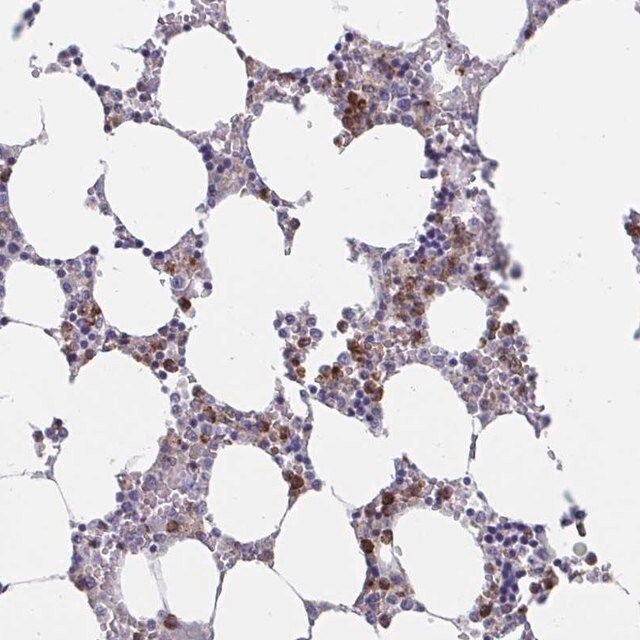 Anti-ZNHIT2 antibody produced in rabbit