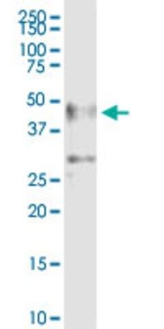 Anti-ZSCAN4 antibody produced in mouse