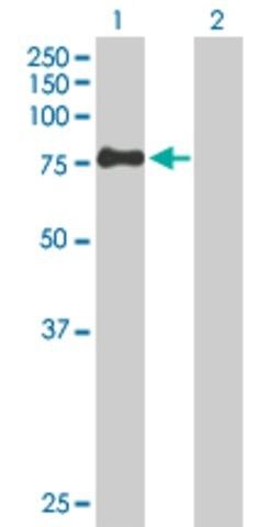 Anti-ZSWIM2 antibody produced in mouse