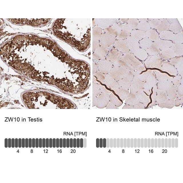 Anti-ZW10 antibody produced in rabbit