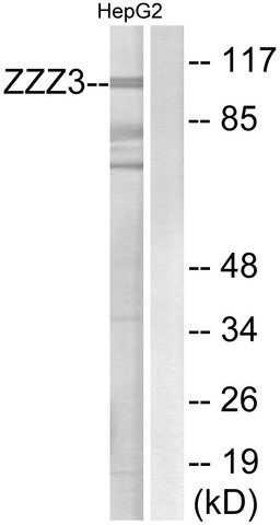 Anti-ZZZ3 antibody produced in rabbit