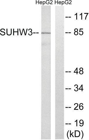 Anti-ZNF280C antibody produced in rabbit