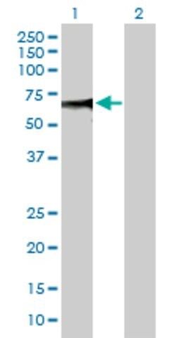 Anti-ZSCAN20 antibody produced in mouse