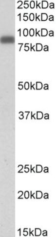 Anti-ZYX antibody produced in goat