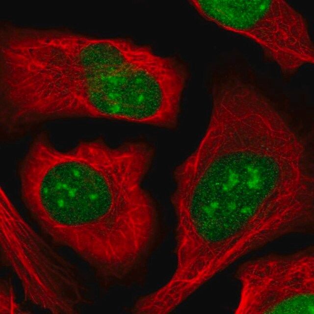 Anti-ZZZ3 antibody produced in rabbit