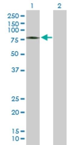 Anti-ZSWIM2 antibody produced in mouse