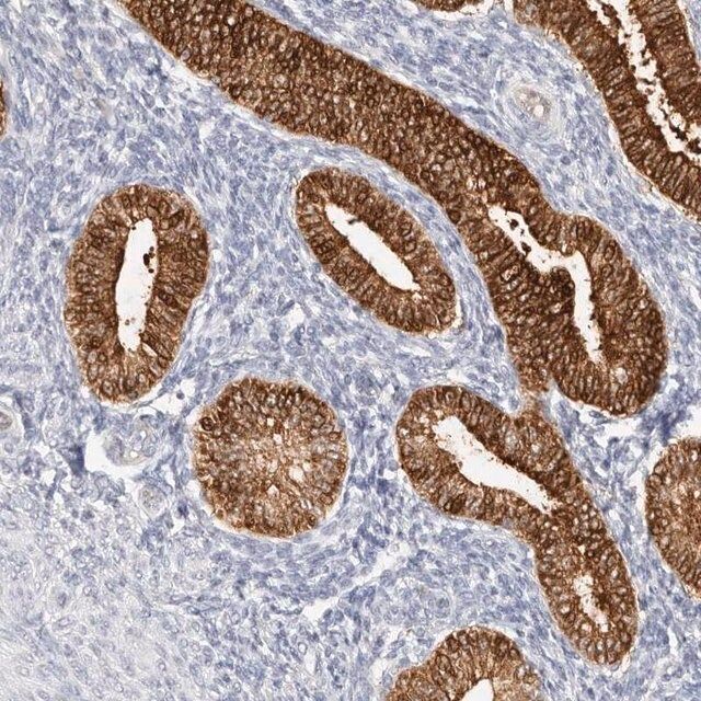 Anti-ZRANB1 antibody produced in rabbit