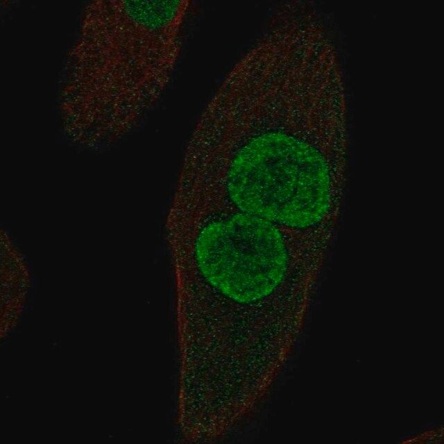 Anti-ZPLD1 antibody produced in rabbit