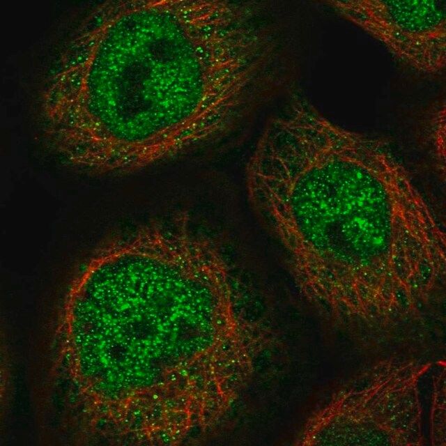 Anti-ZSCAN26 antibody produced in rabbit