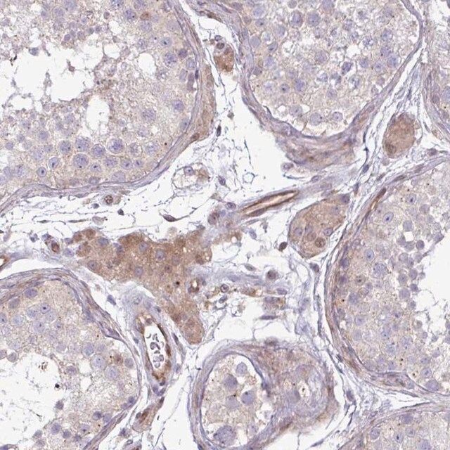 Anti-ZSCAN9 antibody produced in rabbit