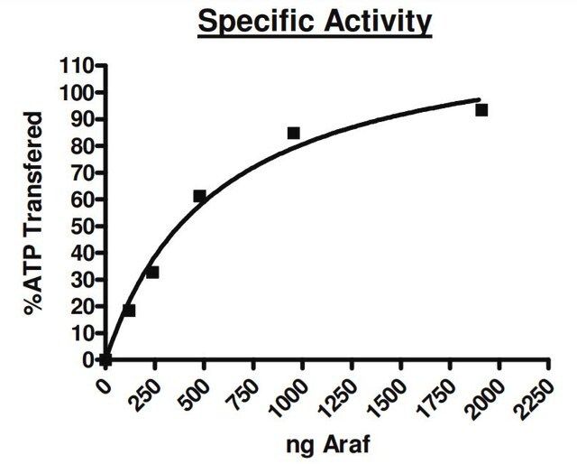 aRAF Active human