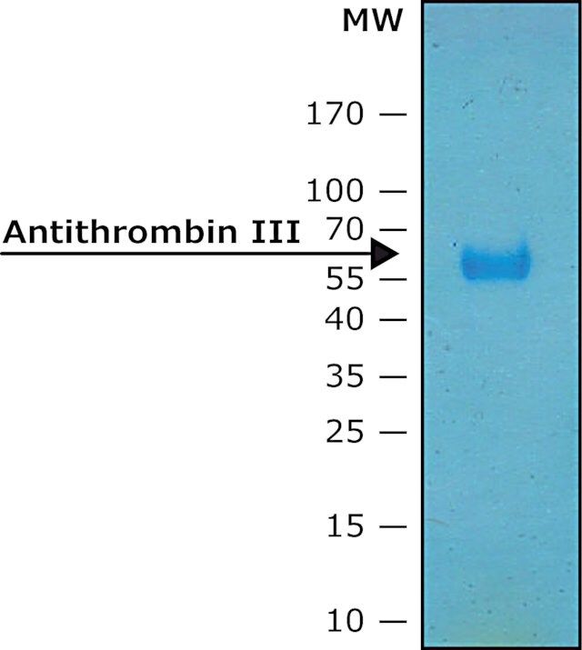 Antithrombin III human