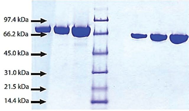 Apotransferrin from rat plasma