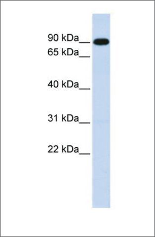 Anti-ZXDA antibody produced in rabbit