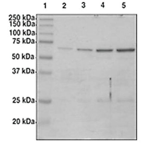 Ash2L (96-628) human