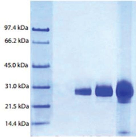 Azurocidin Neutrophil (Cationic protein 37) from human neutrophils