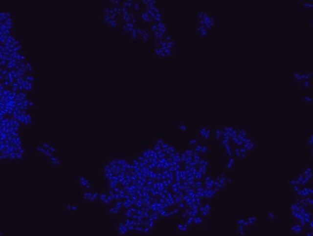 Bacterial negative control FISH probe-Cy3