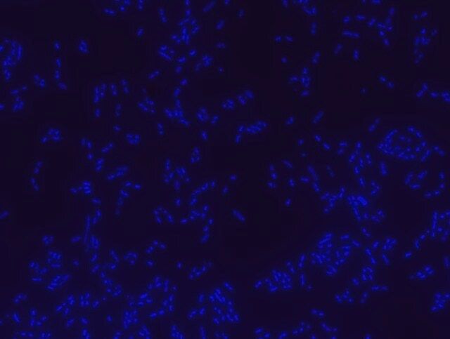 Bacterial negative control FISH probe-ATTO488