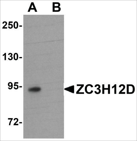 Anti-ZC3H12D antibody produced in rabbit