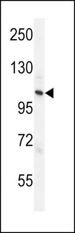 ANTI-ZC3H3 (C-TERM) antibody produced in rabbit