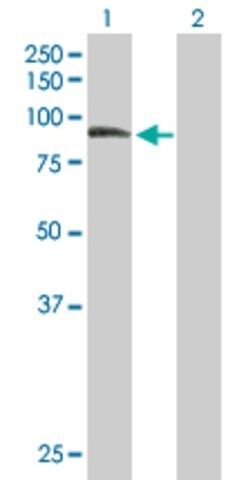 Anti-ZER1 antibody produced in mouse