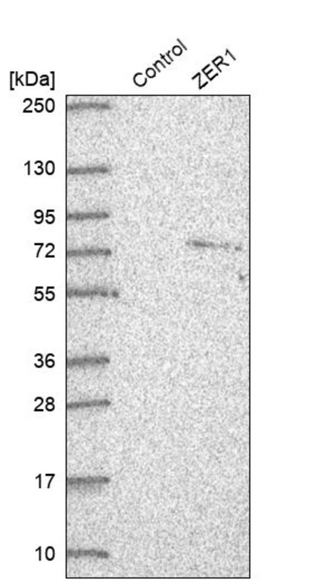 Anti-ZER1 antibody produced in rabbit