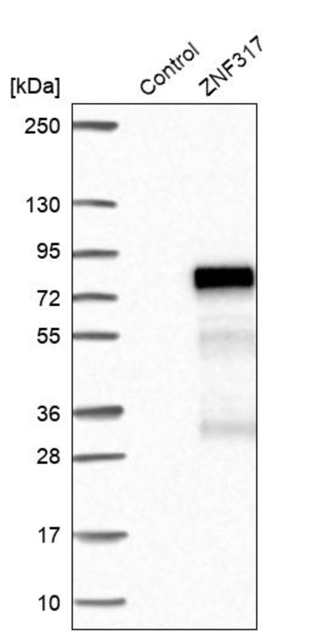 Anti-ZNF317 antibody produced in rabbit