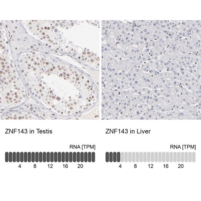 Anti-ZNF143 antibody produced in rabbit