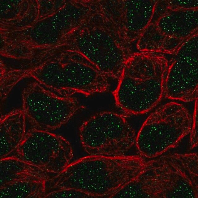 Anti-ZNF432 antibody produced in rabbit