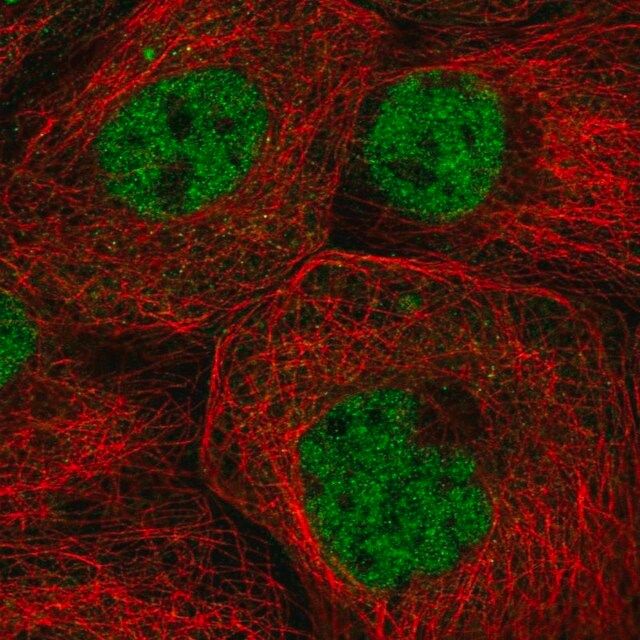 Anti-ZNF317 antibody produced in rabbit