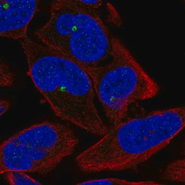 Anti-ZNF766 antibody produced in rabbit