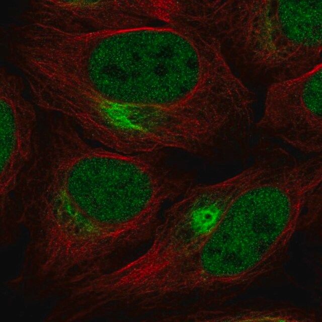 Anti-ZNF131 antibody produced in rabbit