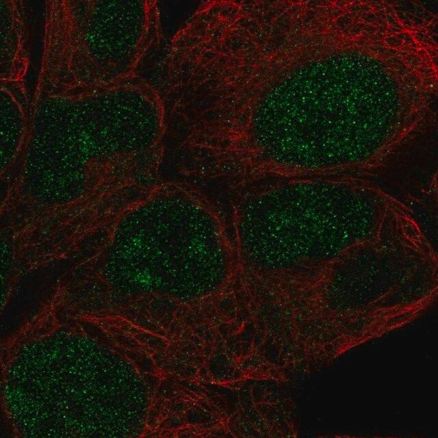 Anti-ZNF429 antibody produced in rabbit