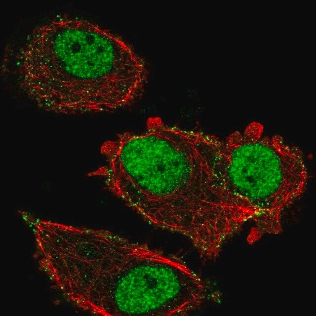 Anti-ZNF605 antibody produced in rabbit