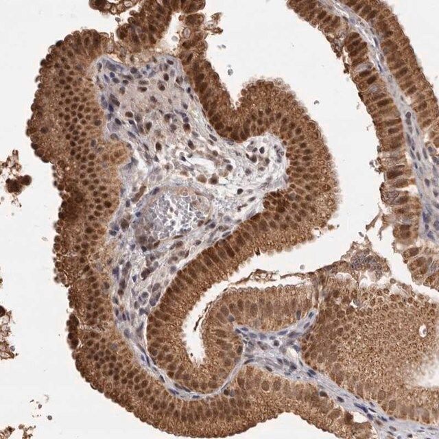 Anti-ZNF326 antibody produced in rabbit