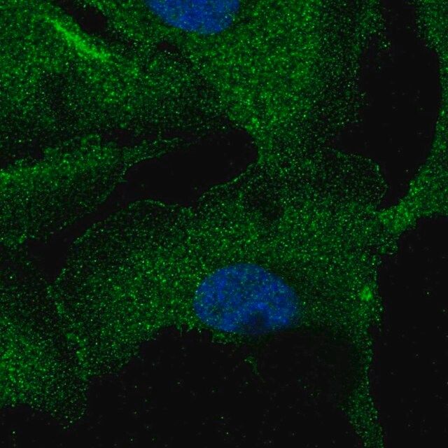 Anti-ZNF785 antibody produced in rabbit