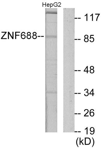 Anti-ZNF785 antibody produced in rabbit