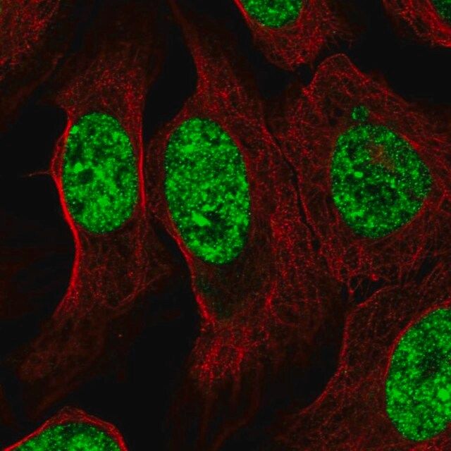 Anti-ZNF786 antibody produced in rabbit