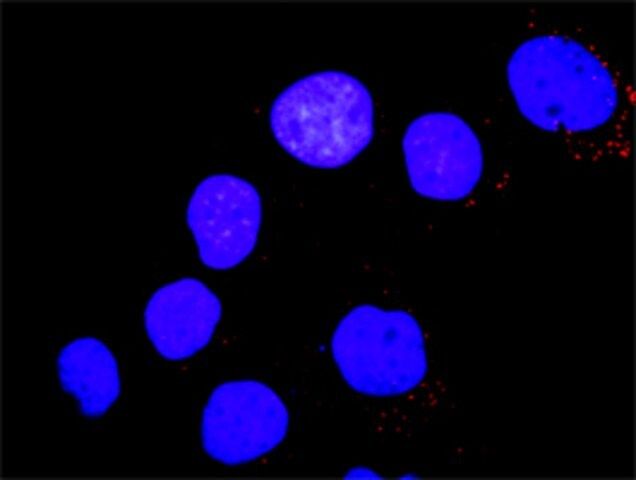 ANTI-YES1 antibody produced in mouse