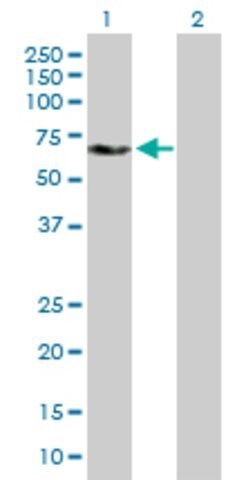 ANTI-YES1 antibody produced in mouse