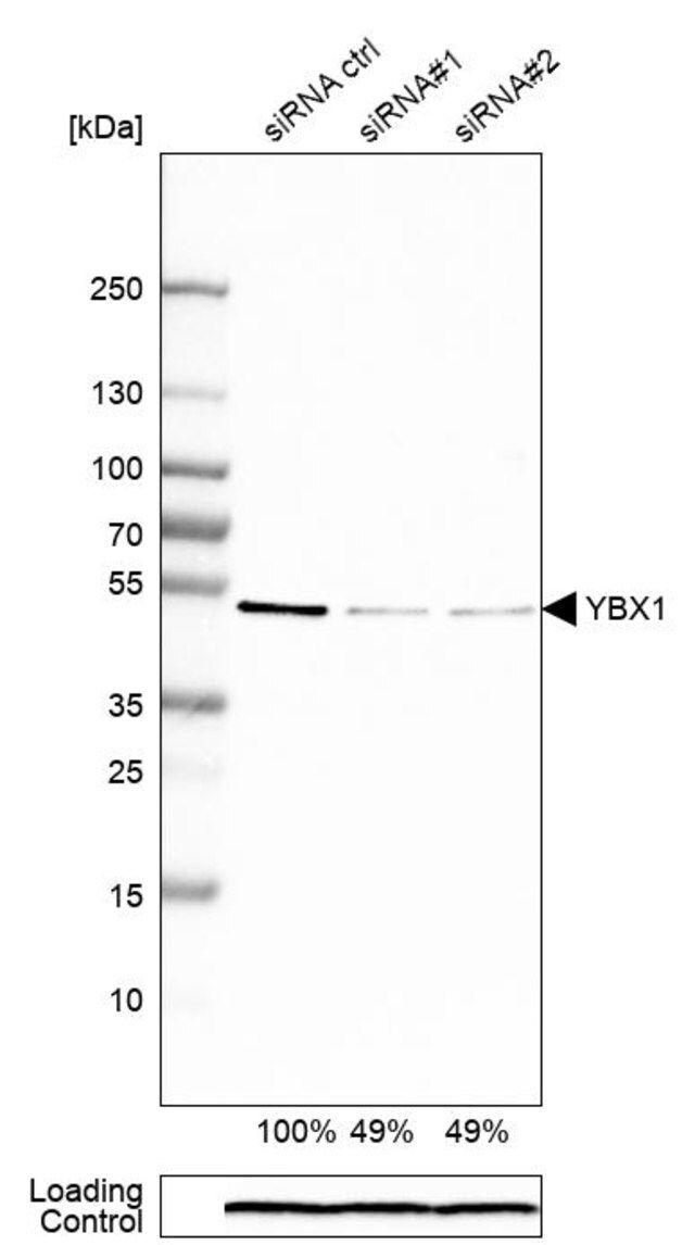 Anti-YBX1 antibody produced in rabbit