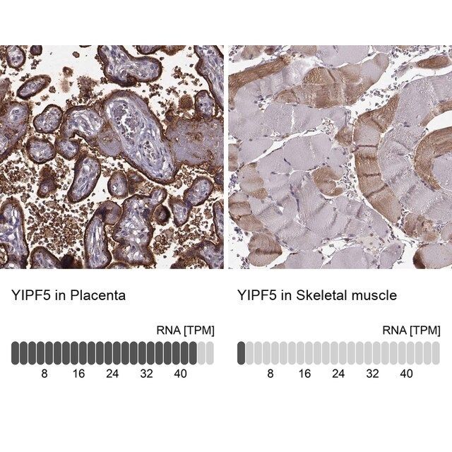 Anti-YIPF5 antibody produced in rabbit