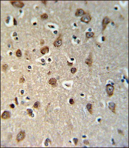 ANTI-YMEL1 (N-TERM) antibody produced in rabbit